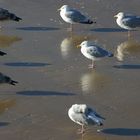 mouettes sur la plage de St Jean de Monts