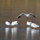 mouettes sur lac gelé