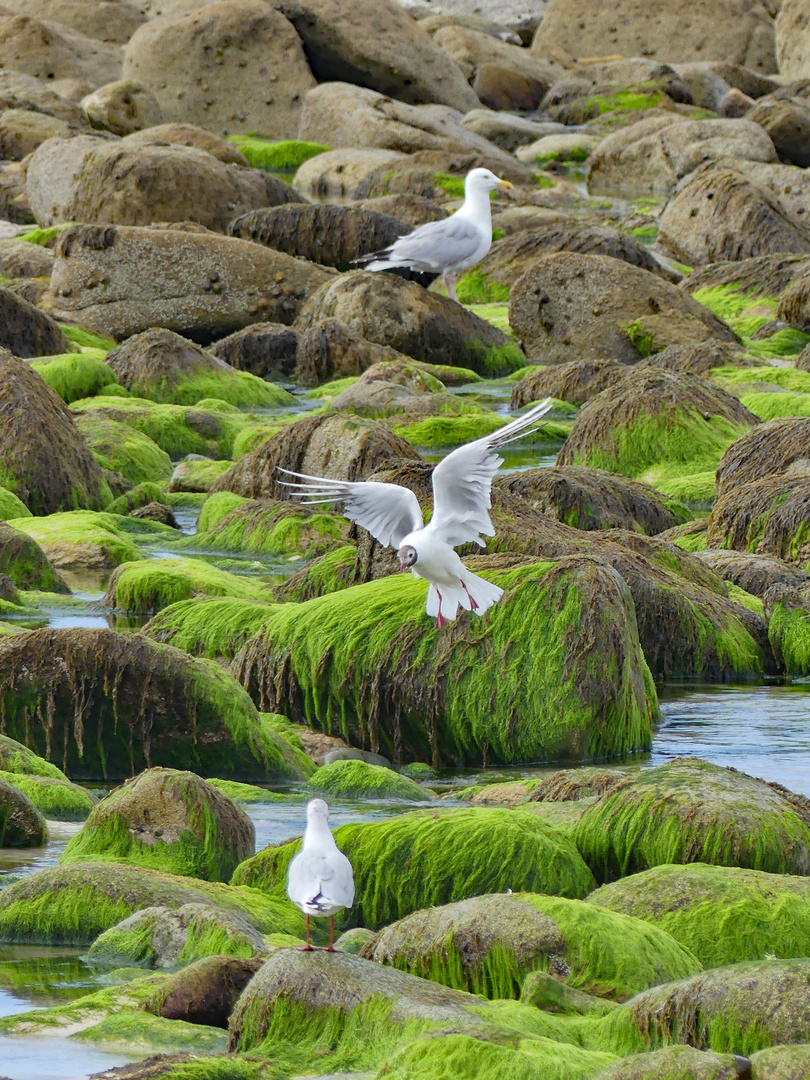 Mouettes von St. Tugen