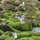 Mouettes von St. Tugen