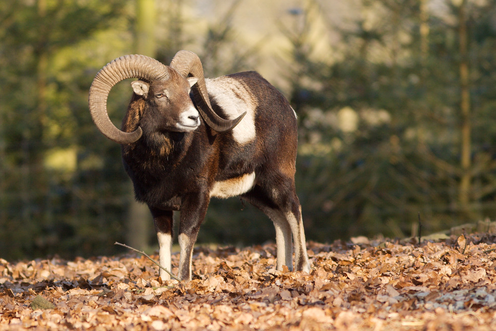 Mouflon