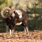 Mouflon