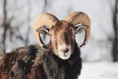 Mouflon.