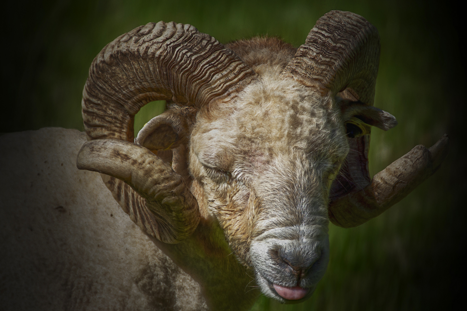 mouflon