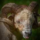 mouflon