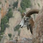 mouflon corse