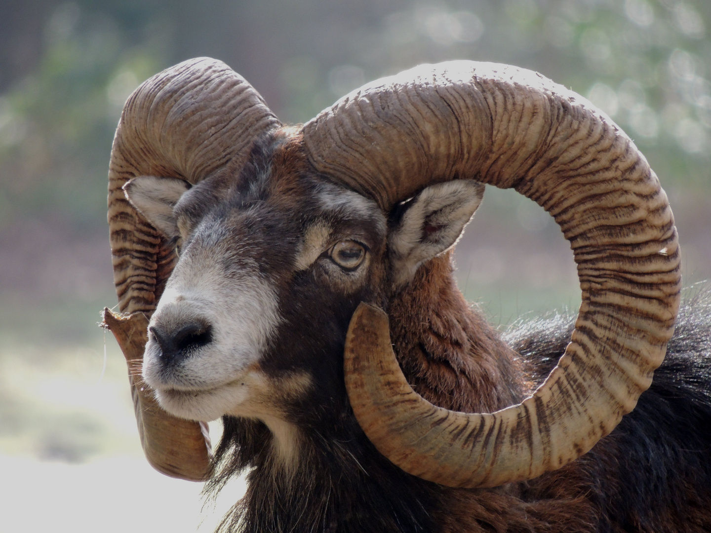 Mouflon Corse