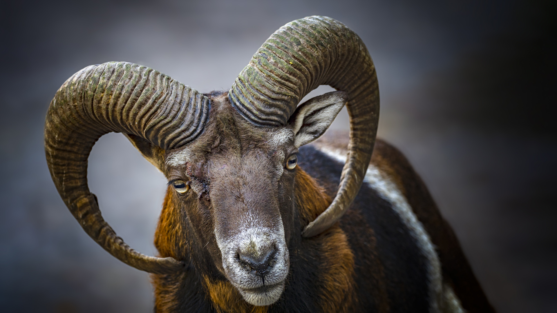 Mouflon