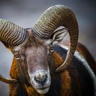 Mouflon