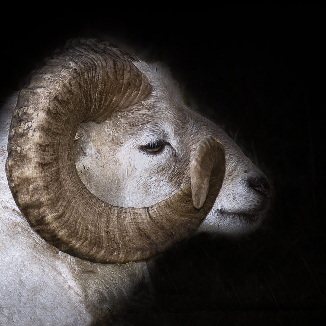 Mouflon