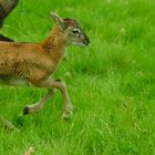 mouflon de corse de 11 jours