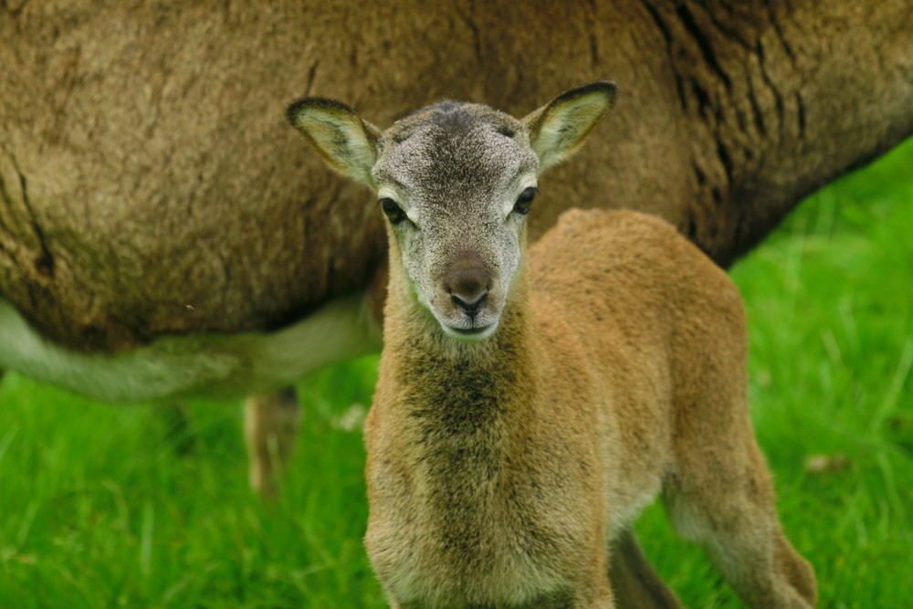 mouflon de corse de 12 jour