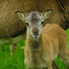 mouflon de corse de 12 jour