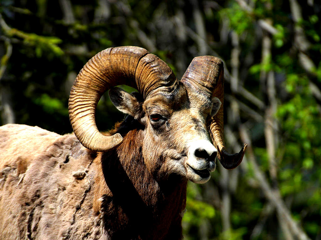 Mouflon - Parc de la Vanoise - Savoie