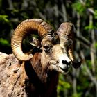 Mouflon - Parc de la Vanoise - Savoie