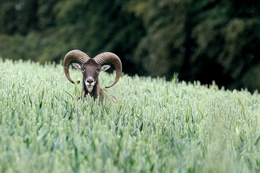 Mouflon-Widder