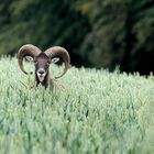 Mouflon-Widder