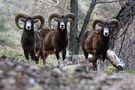 Mouflons de Nicolas Déjardin 