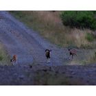 Mouflons au Caroux