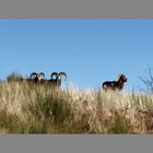 Mouflons de l Hérault