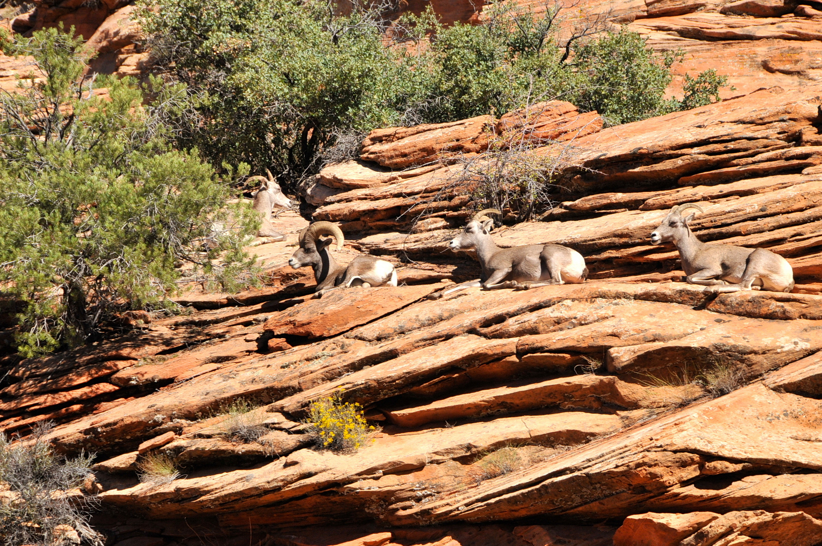 Mouflons de Zion