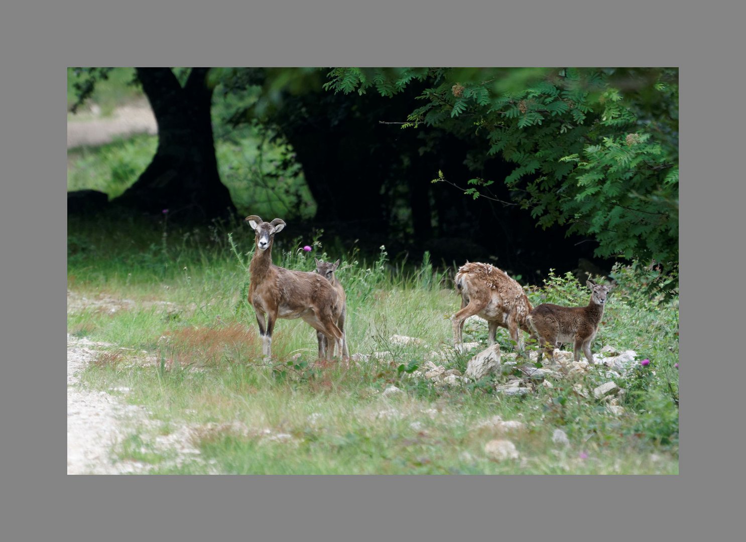 Mouflons et petits  