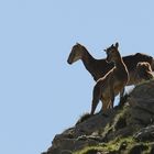 Mouflons sur crête