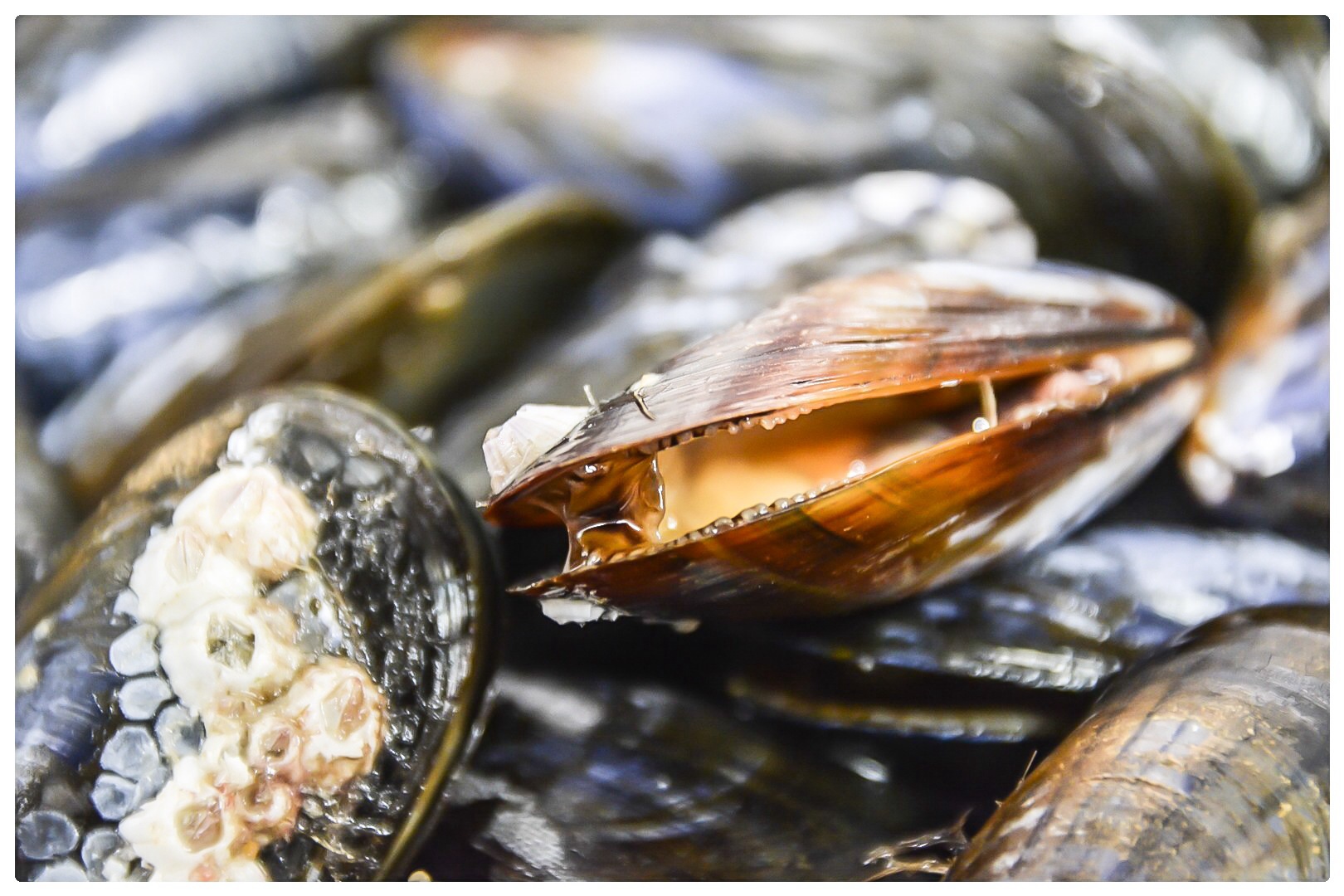 Moules de Bouchot 1