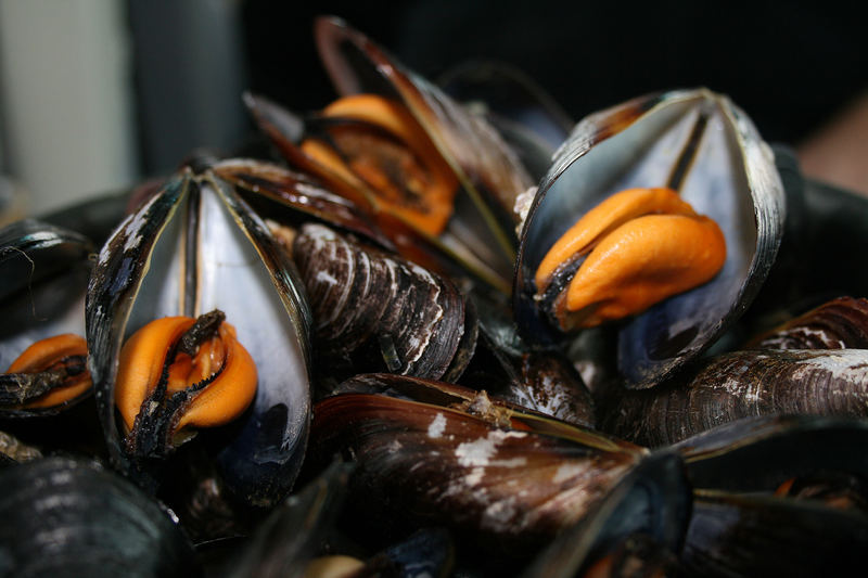 Moules... frisch vom bretonischen Fischer