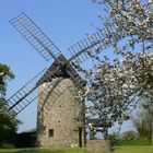 Moulin et Pommiers en fleurs