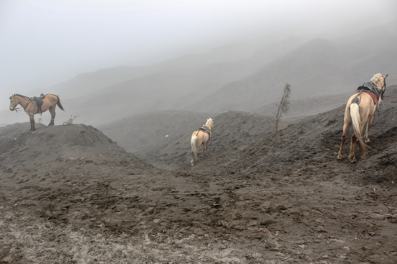 mount bromo