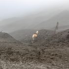 mount bromo