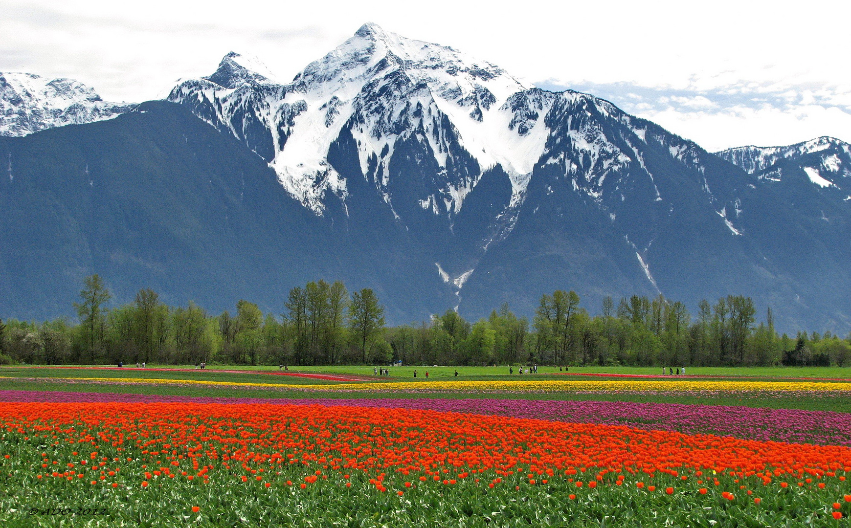 Mount "Cheam" and the Tulips