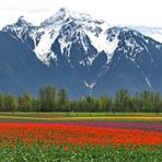 Mount "Cheam" and the Tulips