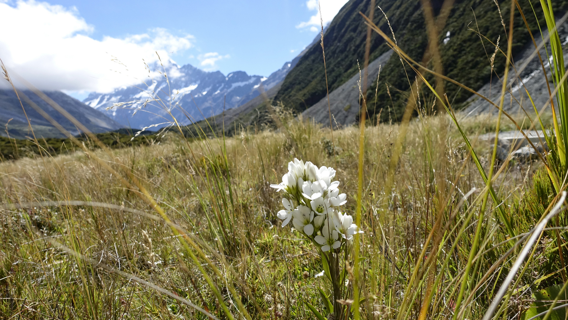 Mount Cook trail 