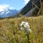 Mount Cook trail 