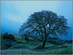 Mount Diablo