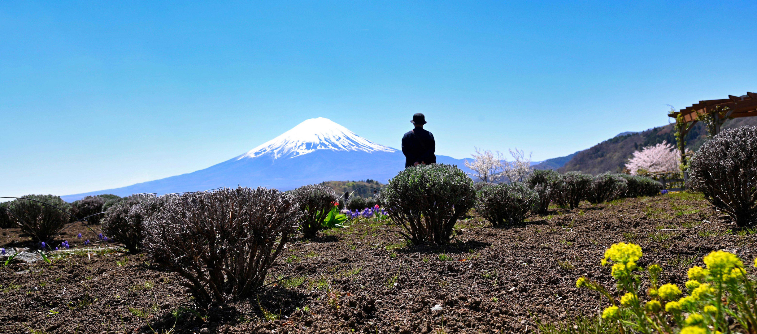 Mount Fuji (Fuji-san) mit einem glücklichen Mann.