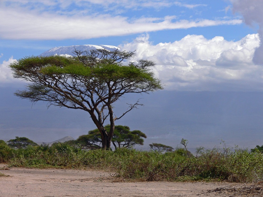 Mount Kilimanjaro vom Amboseli NP, Kenia