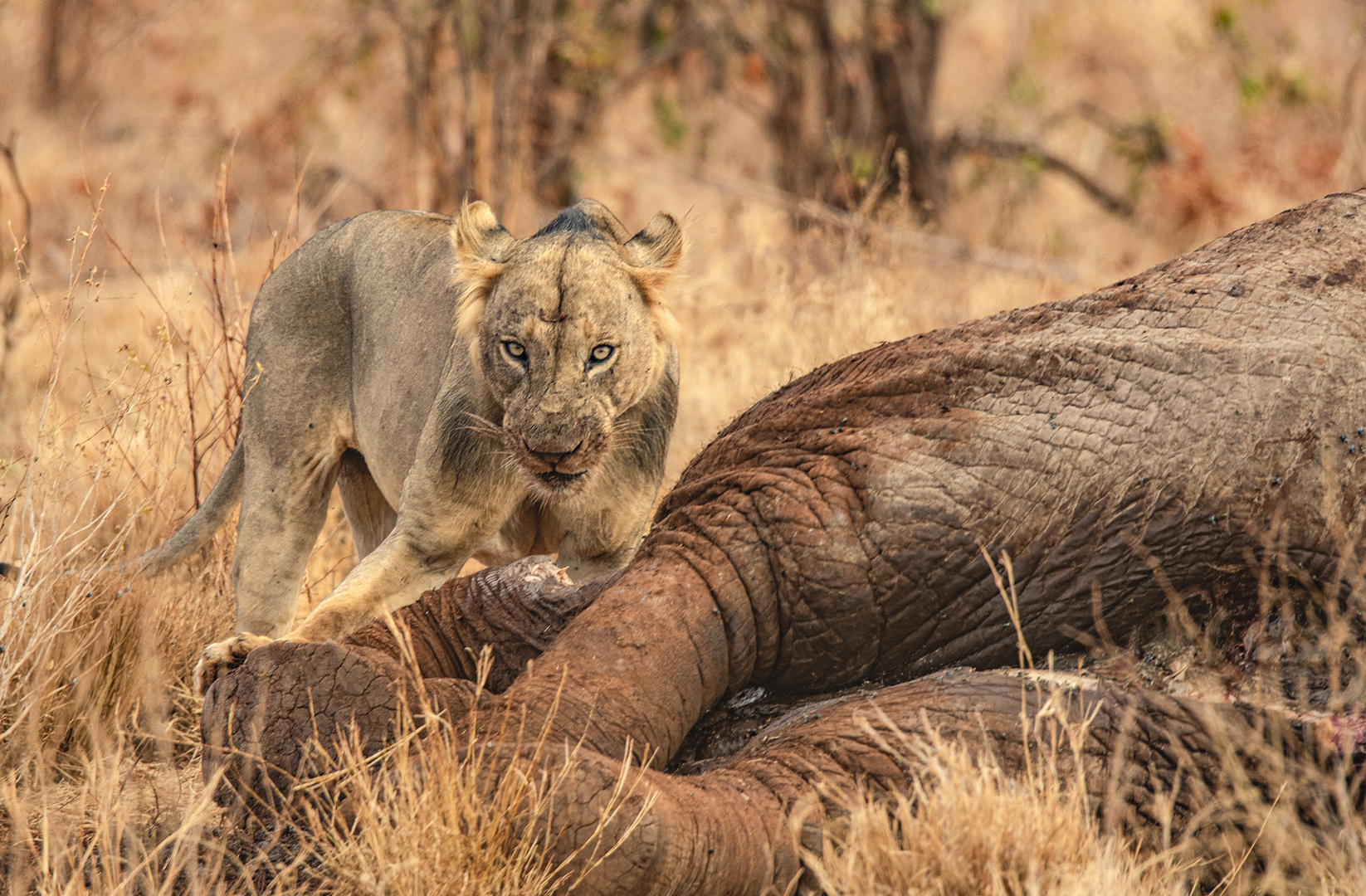 Mount Meru Lion (so called men eaters ) 