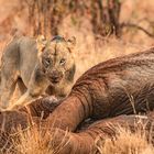 Mount Meru Lion (so called men eaters ) 