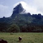 Mount Mouaroa, Moorea, Tahiti