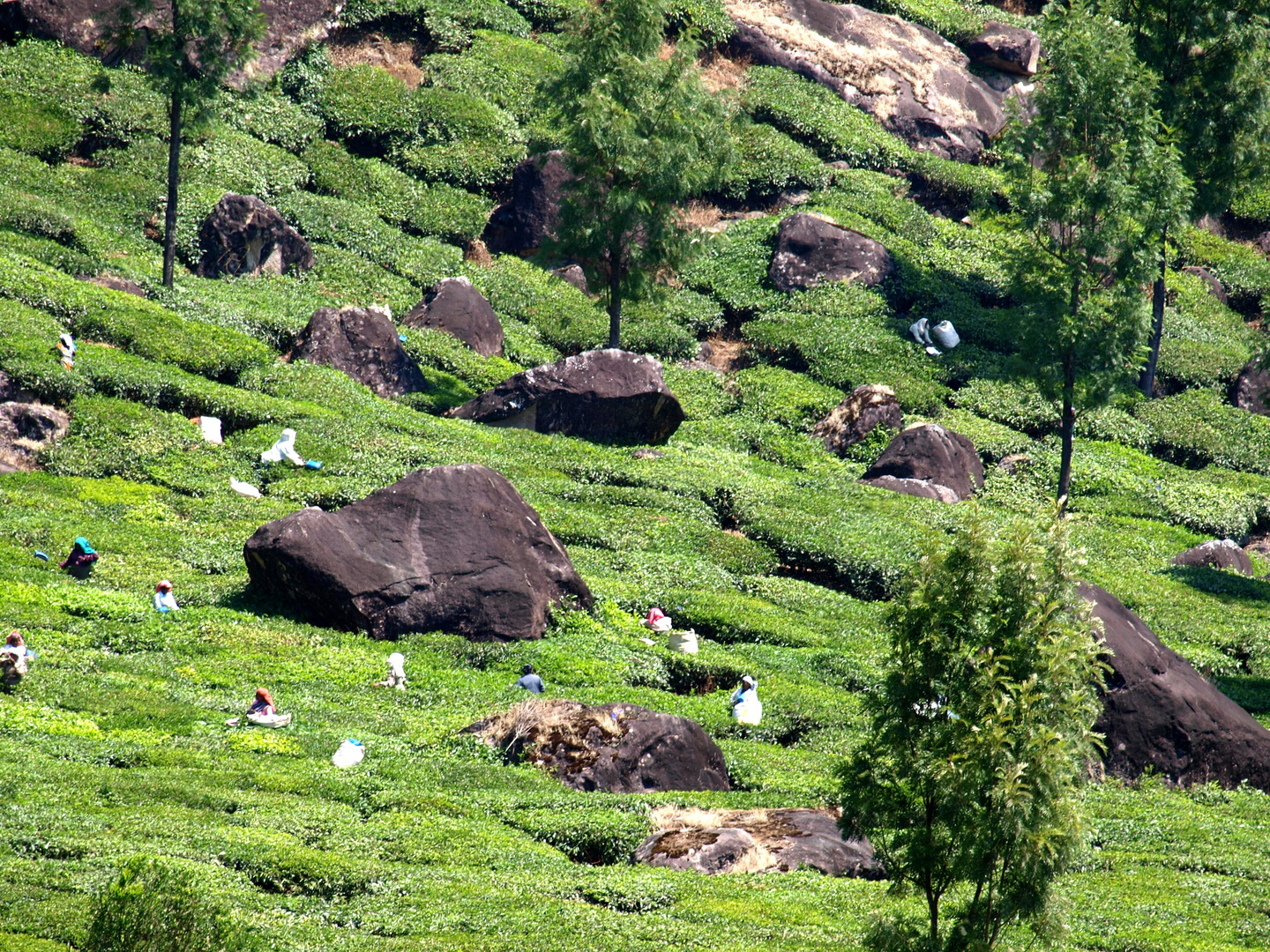 Mount Munnar, Südindien