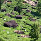 Mount Munnar, Südindien