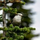 Mount Revelstoke Nationalpark