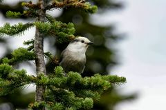 Mount Revelstoke Nationalpark