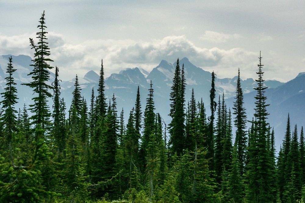 Mount Revelstoke Nationalpark