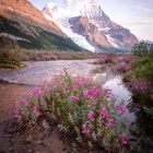 mount robson