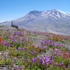 Mount St. Helens mal ohne Wolken aber im Dunst