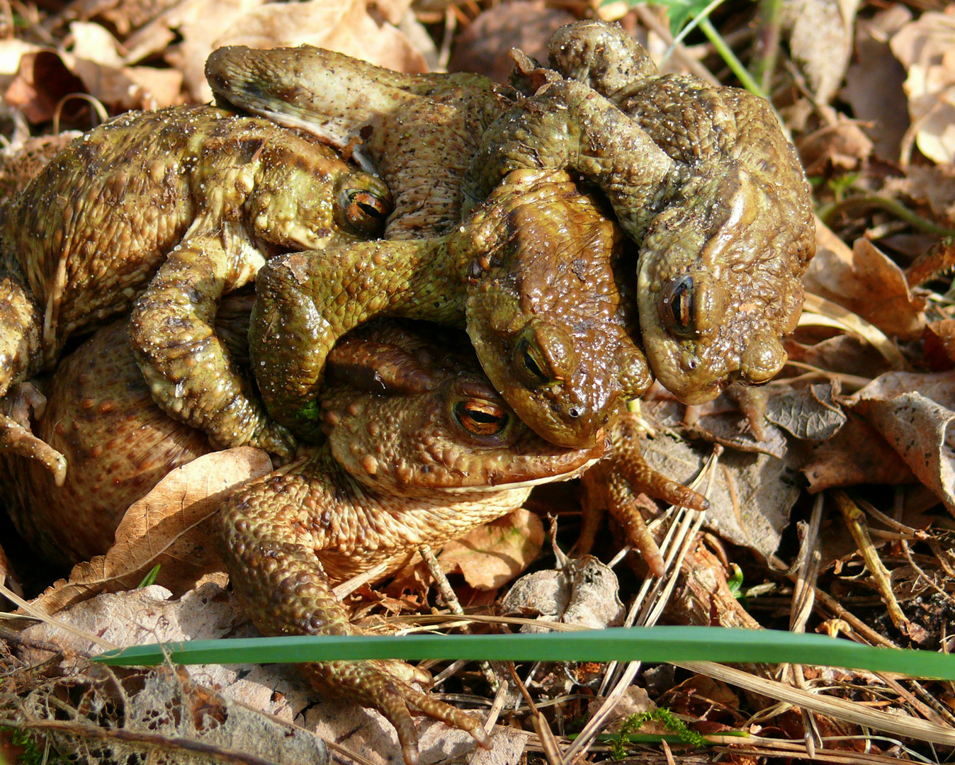 Mount Toad